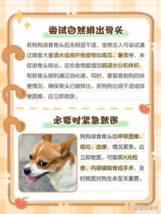 狗狗可以吃什么骨头？狗狗吃什么骨头好消化（最新）