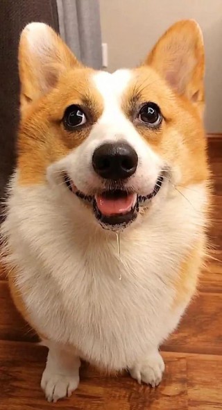 狗狗的口水有什么作用，（狗狗的口水对狗有害吗）