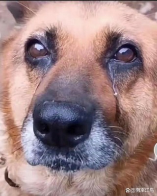 狗狗哭是什么样的？狗狗哭是什么样的视频（最新）