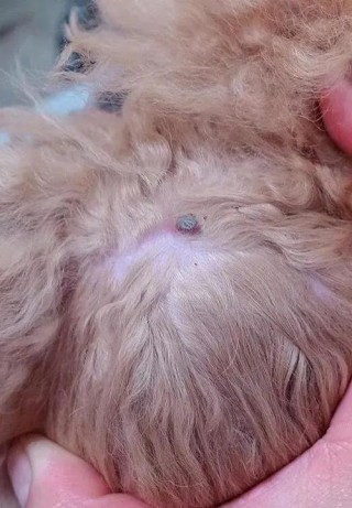 狗狗蜱虫是怎么来的，（狗狗蜱虫是怎么来的啊）