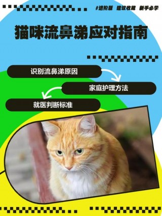 猫咪可以喝板蓝根吗？猫可以喝板蓝根不（最新）