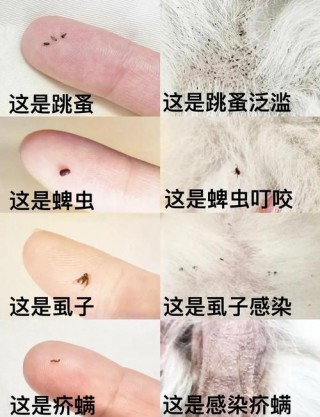 猫咪常见寄生虫，（猫咪常见寄生虫种类及症状）