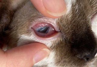 小猫咪眼睛睁不开，（小猫咪眼睛睁不开有东西黏住）