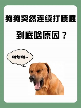 狗狗打喷嚏是什么声音，小狗子打喷嚏是什么声音呢？