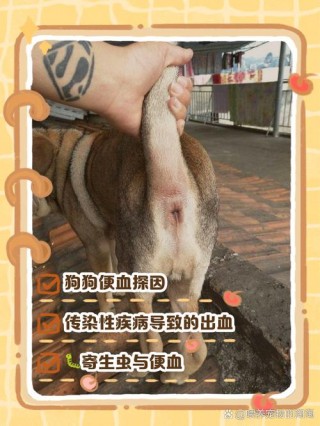 狗狗皮下出血怎么回事？狗狗皮下组织出血（最新）