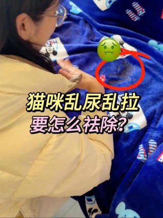 猫咪在床上尿的原因，（猫咪在床上尿的原因公猫）