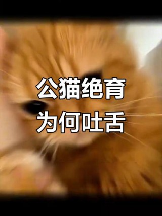 猫咪呼吸急促吐舌头，（猫咪呼吸急促吐舌头是应激吗）