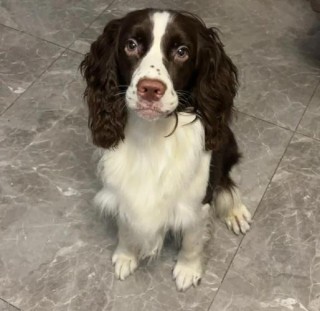 狗狗可以洗冷水澡吗，狗能用冷水洗澡吗？