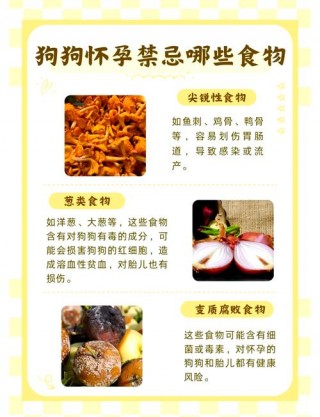 怀孕狗狗不能吃什么，怀孕的狗狗不可以吃什么？