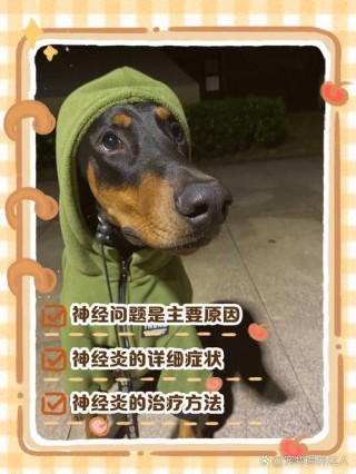 狗狗会有高原反应吗，狗儿会有高反吗？