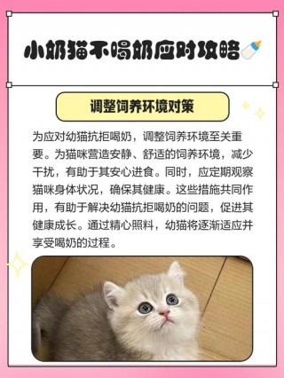 小猫咪可以吃什么？满月小猫咪可以吃什么（最新）