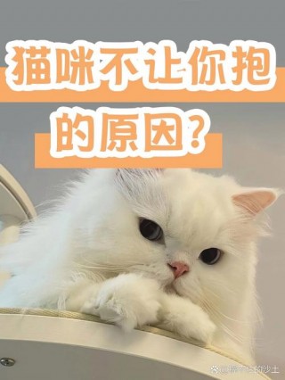 猫咪不喜欢被抱，猫咪不喜欢被抱着睡觉？