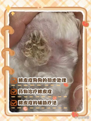 狗狗皮肤溃烂化脓怎么办，（狗狗皮肤溃烂用什么药治愈最快）