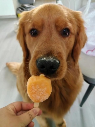 狗狗能吃绿豆雪糕吗？狗能吃绿豆雪糕么（最新）