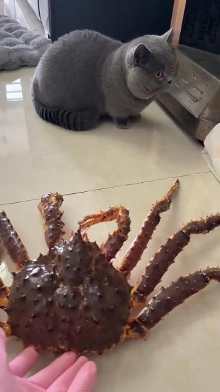 猫咪能吃螃蟹么？猫咪能吃螃蟹肉么（最新）