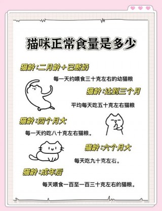 猫猫一天吃多少猫粮，（猫咪一天大约吃多少猫粮）