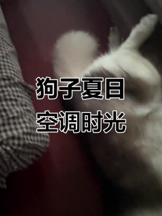 狗狗能吹空调吗，狗子可以吹空调嘛？