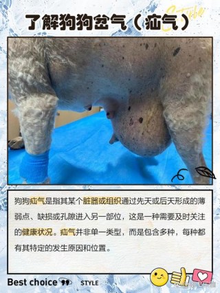 狗狗岔气是什么症状，狗岔气怎么回事？