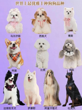 最小狗狗品种叫什么，最小狗品种及图片大全？