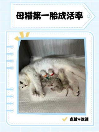 猫咪第一次生产？猫咪第一次生产之后多久能再生（最新）