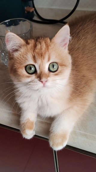 猫咪辅食吃什么？猫辅食是什么意思（最新）