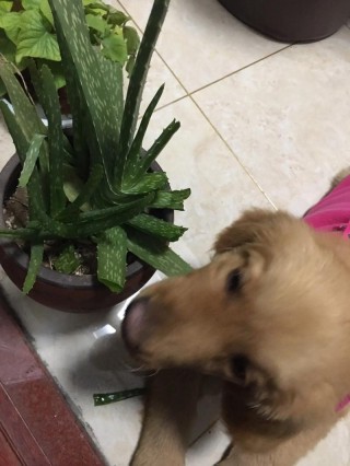 狗狗可以吃芦荟吗，狗狗可不可以吃芦荟？