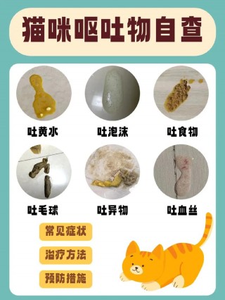 猫咪呕吐是什么原因？猫咪呕吐是什么原因吐黄水（最新）