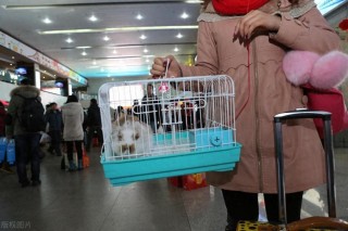 坐火车能带狗狗吗，（坐火车可以带小狗狗吗）