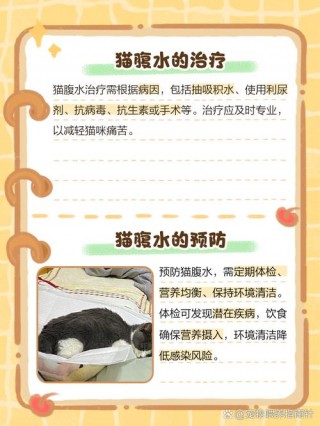 猫咪腹水怎么治疗，（猫咪腹水怎么治疗比较好）