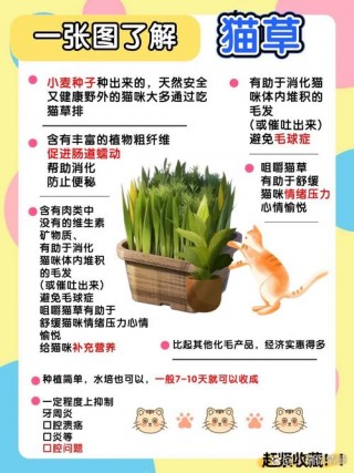 猫咪不吃猫草怎么办，（猫会主动吃猫草吗）