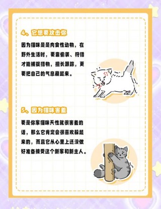 猫咪为什么喜欢躲猫猫，猫咪为啥喜欢躲猫猫？