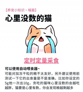 猫咪多久喂一次？猫咪多久喂一次猫粮（最新）