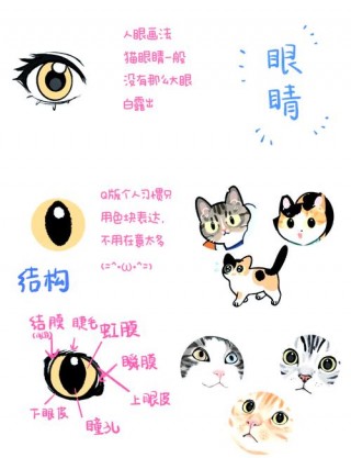猫咪的眼睛变化，猫咪眼睛变化代表什么意思？