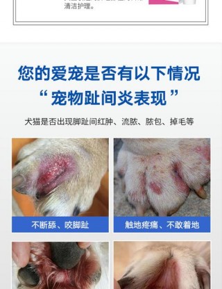 狗狗的趾间炎怎样治疗，狗狗的趾间炎及治疗方法？