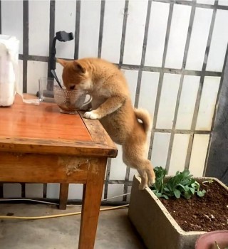 狗狗能吃红糖吗？狗可以吃红糖水吗（最新）