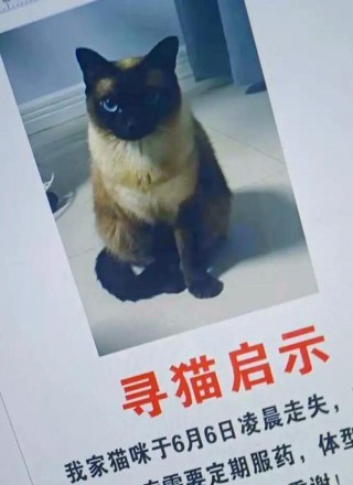 猫咪丢了怎么找回来？猫咪丢了怎么找回来剪刀法（最新）
