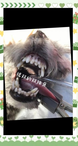 7个月狗狗双排牙会掉吗，狗狗七个月牙齿换完了吗？