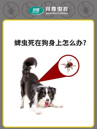 狗狗身上有蜱虫怎么办，狗狗身上有蜱虫怎么办有什么方法清除？
