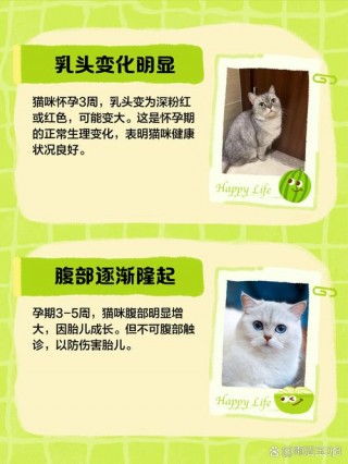 猫咪怀孕有什么表现，猫咪怀孕会有哪些特征？