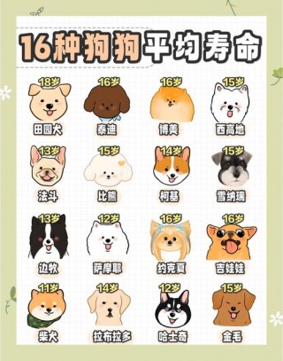 狗狗能活多少年？狗狗能活多少年泰迪熊（最新）
