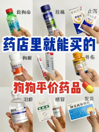 狗狗感冒什么症状，（狗狗感冒什么症状视频）