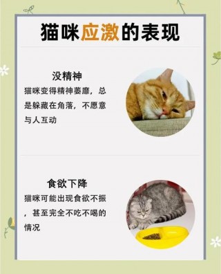 猫咪的反应速度，（猫咪的反应速度是人的多少倍）