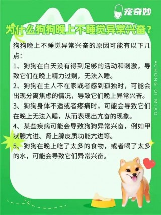 狗狗很兴奋是什么原因？狗狗过于兴奋怎么回事（最新）