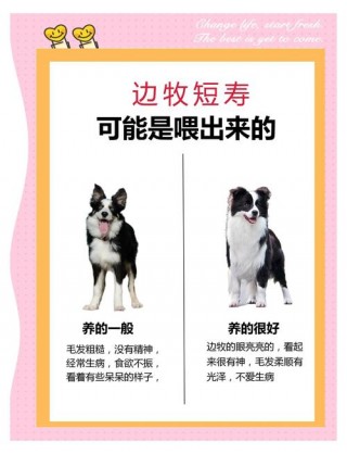 狗狗能吃花菜吗，狗狗能吃花菜营养吗？