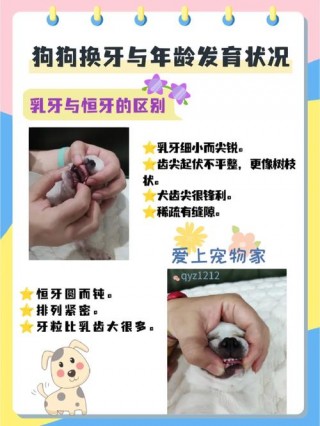 狗狗多大开始换牙齿？狗狗多大开始换牙齿正常（最新）