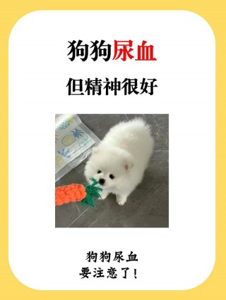 狗狗尿频尿血是怎么回事？狗狗尿多尿血怎么回事（最新）