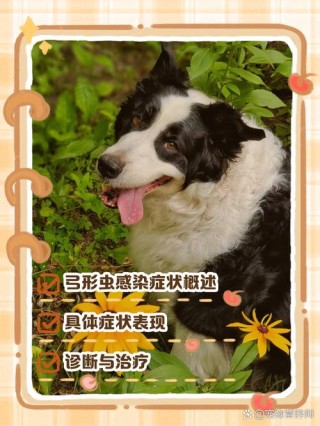 狗狗会感染弓形虫吗，狗狗会不会感染弓形虫？