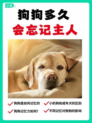 狗狗能记住主人多久？狗狗能记住主人多久的生活（最新）
