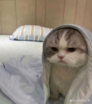 猫咪冬天怕冷吗，猫咪冬天怕冷吗需要穿衣服吗？