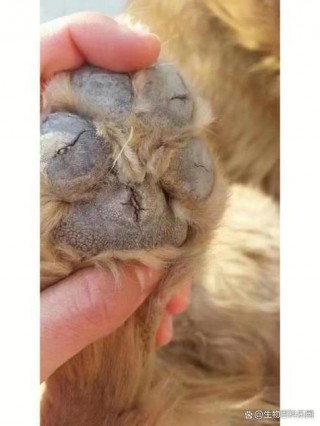 狗狗脚干裂怎么处理？狗狗脚干裂怎么处理图片（最新）
